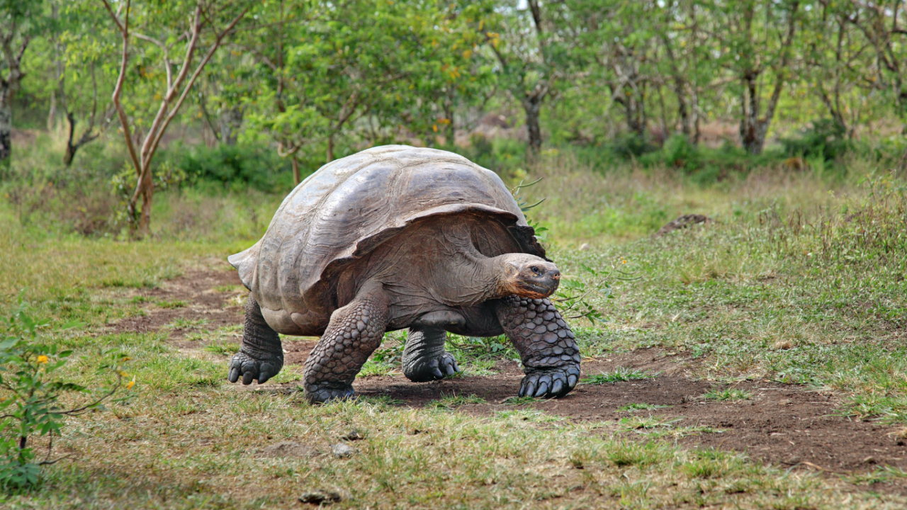 Ecuador e Galapagos: un viaggio nel tempo e nello spazio